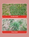 Sumitomo Glycel Herbicide 3