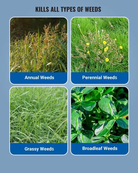 Crystal Topper 77 Herbicide (Glyphosate 71% SG) 3