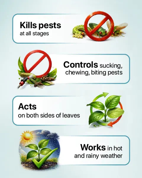 Simodis Insecticide by Syngenta (Isocycloseram 9.2% w/w DC + Isocycloseram 10% w/v DC) 3