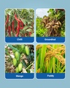 UPL Saaf Fungicide (Carbendazim 12% + Mancozeb 63% WP) Systemic & Contact Protection 4