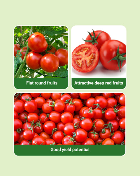 Seminis Abhilash Tomato Seeds 3