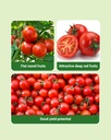 Seminis Abhilash Tomato Seeds 3